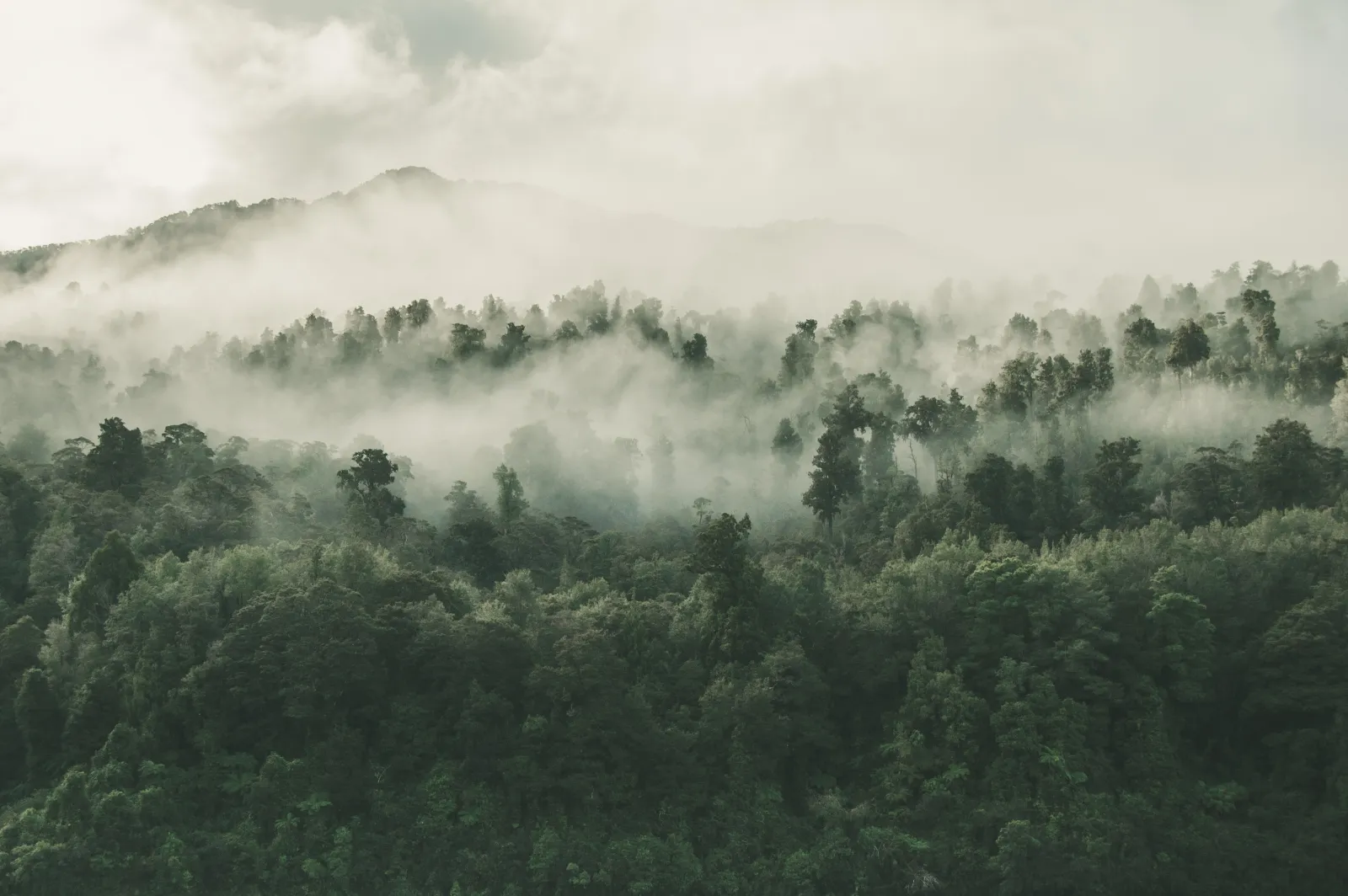 Aerial view of mist over a green forest canopy