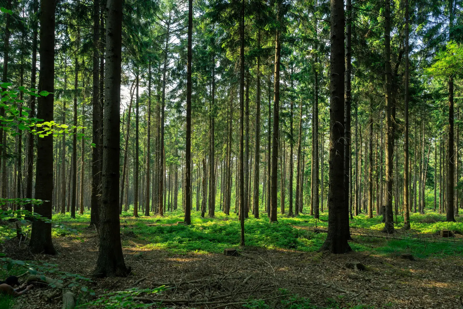 Sunlight through tall trees in a green forest