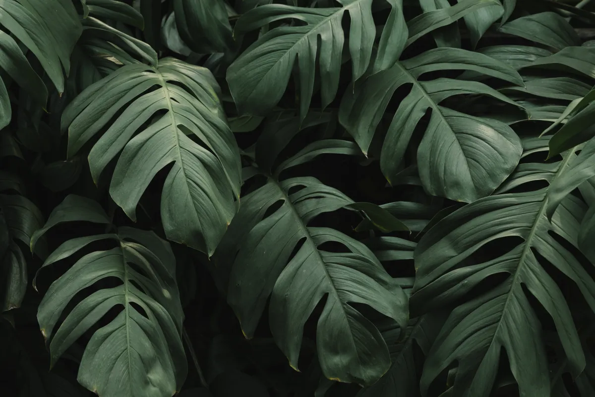 Close-up of dark green monstera leaves